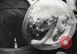 Image of Hitler Youth Berlin Germany, 1944, second 44 stock footage video 65675061170
