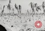 Immagine di Eniwetok dopo la sua cattura da parte delle forze statunitensi Eniwetok atollo delle Isole Marshall, 1944, secondo 13 filmato di repertorio 65675061240