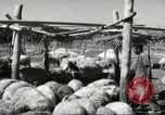 Immagine di Fattoria in Palestina Gerusalemme Palestina, 1947, secondo 54 filmato di repertorio 65675061319