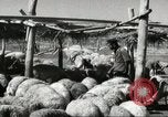 Immagine di Fattoria in Palestina Gerusalemme Palestina, 1947, secondo 55 filmato di repertorio 65675061319