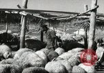 Immagine di Fattoria in Palestina Gerusalemme Palestina, 1947, secondo 56 filmato di repertorio 65675061319