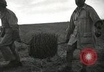 Image of Kibbutz Israel, 1956, second 41 stock footage video 65675061324