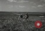 Image of Kibbutz Israel, 1956, second 48 stock footage video 65675061324