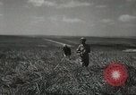 Image of Kibbutz Israel, 1956, second 49 stock footage video 65675061324