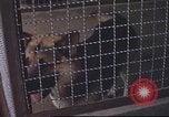 Image of 377th Air Police Security Squadron Vietnam, 1966, second 21 stock footage video 65675061421