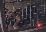 Image of 377th Air Police Security Squadron Vietnam, 1966, second 22 stock footage video 65675061421