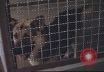 Image of 377th Air Police Security Squadron Vietnam, 1966, second 23 stock footage video 65675061421