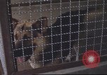 Image of 377th Air Police Security Squadron Vietnam, 1966, second 24 stock footage video 65675061421