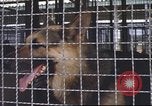 Image of 377th Air Police Security Squadron Vietnam, 1966, second 26 stock footage video 65675061421