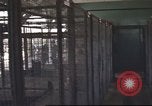 Image of 377th Air Police Security Squadron Vietnam, 1966, second 32 stock footage video 65675061421