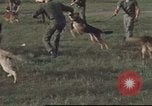 Image of 377th Air Police Security Squadron Vietnam, 1966, second 23 stock footage video 65675061422