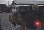 Standbild 377 Air Polizei Security Squadron Vietnam, 1966, aus Sekunde 24 historischem Filmmaterial Videoclip 65675061429