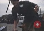 Standbild 377 Air Polizei Security Squadron Vietnam, 1966, aus Sekunde 28 historischem Filmmaterial Videoclip 65675061429