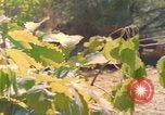 Image of Building pontoon bridge over Rhine United States USA, 1945, second 55 stock footage video 65675061446