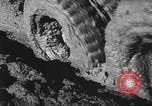 Image of United States soldiers Italy, 1944, second 57 stock footage video 65675061496