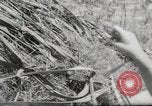 Immagine di 1 soldati di cavalleria Vietnam del Sud, 1967, secondo 58 filmato di repertorio 65675061506