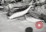 Immagine di I pescatori australiano Queensland Australia, 1944, secondo 57 filmato di repertorio 65675061530