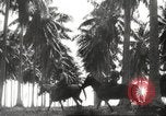 Standbild marines Pazifik, 1944, aus Sekunde 21 historischem Filmmaterial Videoclip 65675061531