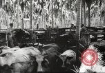 Standbild marines Pazifik, 1944, aus Sekunde 48 historischem Filmmaterial Videoclip 65675061531
