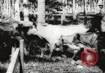 Standbild marines Pazifik, 1944, aus Sekunde 51 historischem Filmmaterial Videoclip 65675061531