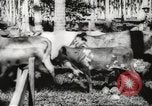 Standbild marines Pazifik, 1944, aus Sekunde 52 historischem Filmmaterial Videoclip 65675061531