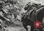 Image of Merrill's Marauders Myitkyina Burma, 1944, second 54 stock footage video 65675061542