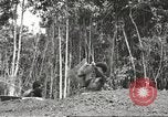 Image of 116th Engineer Battalion 41st Division soldiers New Guinea, 1943, second 52 stock footage video 65675061550