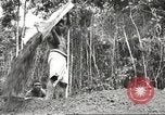 Image of 116th Engineer Battalion 41st Division soldiers New Guinea, 1943, second 55 stock footage video 65675061550