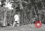 Image of 116th Engineer Battalion 41st Division soldiers New Guinea, 1943, second 57 stock footage video 65675061550