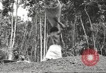 Image of 116th Engineer Battalion 41st Division soldiers New Guinea, 1943, second 58 stock footage video 65675061550