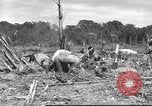 Image of C-47 Skytrain aircraft Burma, 1943, second 12 stock footage video 65675061563