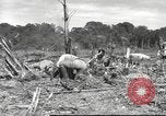 Image of C-47 Skytrain aircraft Burma, 1943, second 13 stock footage video 65675061563