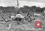 Image of C-47 Skytrain aircraft Burma, 1943, second 14 stock footage video 65675061563