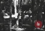 Image of Burmese nurses Burma, 1943, second 28 stock footage video 65675061567