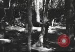 Image of Burmese nurses Burma, 1943, second 30 stock footage video 65675061567