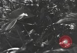 Image of Chinese soldier Burma, 1944, second 59 stock footage video 65675061587