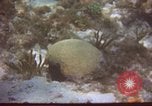 Image of United States navy diver Atlantic Ocean, 1964, second 3 stock footage video 65675061595