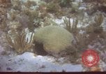 Image of United States navy diver Atlantic Ocean, 1964, second 4 stock footage video 65675061595