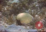 Image of United States navy diver Atlantic Ocean, 1964, second 5 stock footage video 65675061595