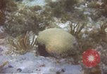 Image of United States navy diver Atlantic Ocean, 1964, second 6 stock footage video 65675061595