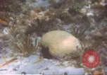Image of United States navy diver Atlantic Ocean, 1964, second 7 stock footage video 65675061595