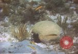 Image of United States navy diver Atlantic Ocean, 1964, second 8 stock footage video 65675061595