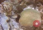 Image of United States navy diver Atlantic Ocean, 1964, second 9 stock footage video 65675061595