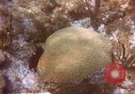 Image of United States navy diver Atlantic Ocean, 1964, second 10 stock footage video 65675061595
