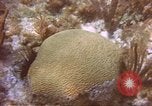 Image of United States navy diver Atlantic Ocean, 1964, second 11 stock footage video 65675061595