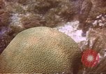 Image of United States navy diver Atlantic Ocean, 1964, second 12 stock footage video 65675061595