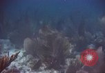 Image of United States navy diver Atlantic Ocean, 1964, second 27 stock footage video 65675061595