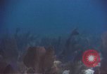 Image of United States navy diver Atlantic Ocean, 1964, second 29 stock footage video 65675061595