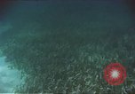 Image of United States navy diver Atlantic Ocean, 1964, second 41 stock footage video 65675061595