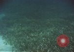 Image of United States navy diver Atlantic Ocean, 1964, second 42 stock footage video 65675061595